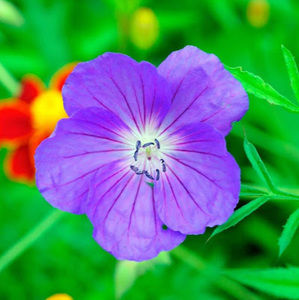 Meet your Posher, Victoria